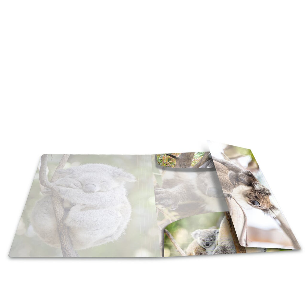 Elasticated folder glossy animals A4 Koala