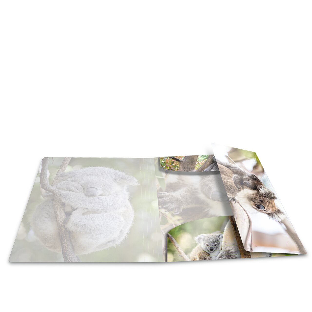 Elasticated folder glossy animals A4 Koala