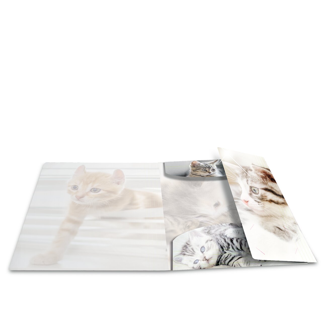 Elasticated folder glossy animals A4 Cats
