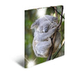 Elasticated folder A3 Koala