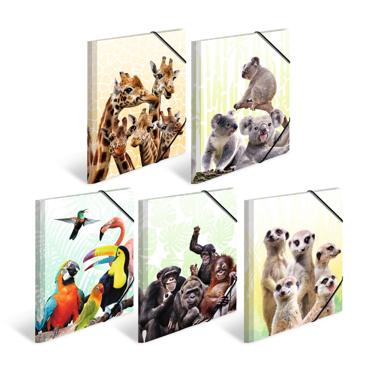 Elasticated folder glossy animals A4 Koala Family